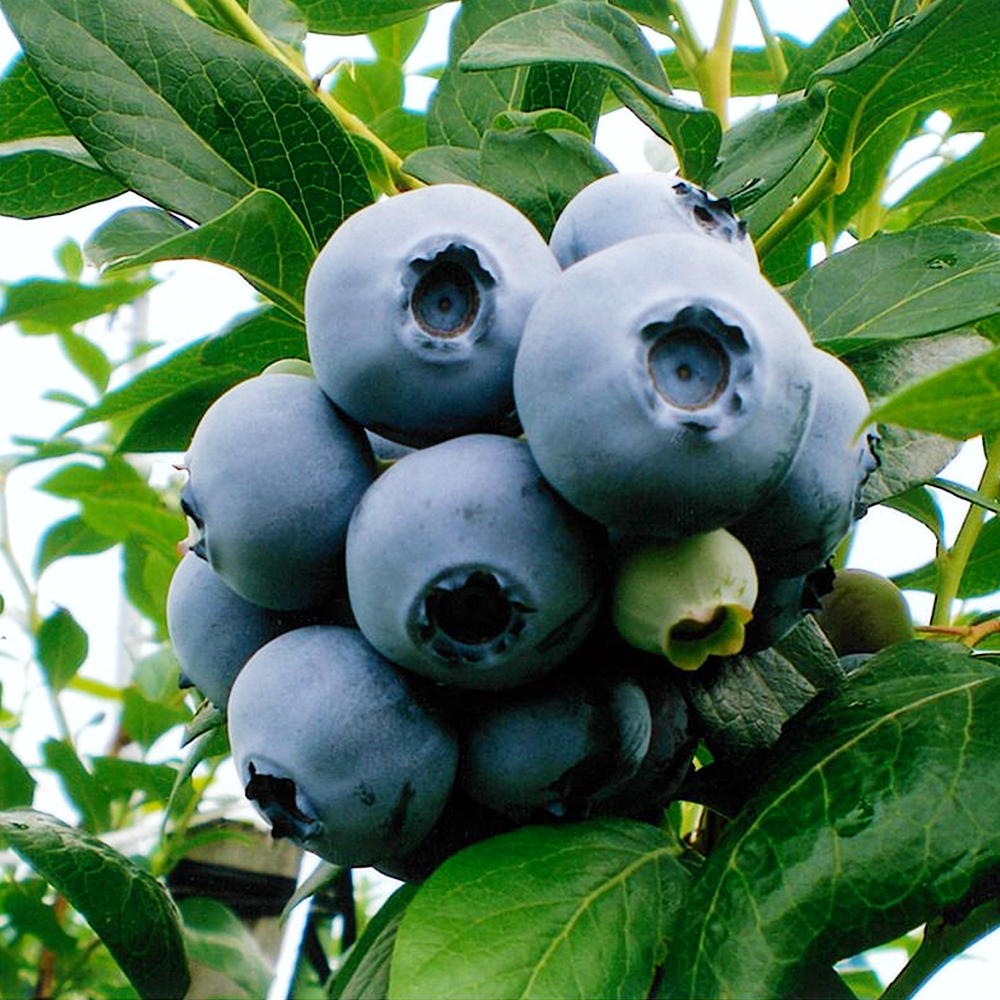 blueberry-1001