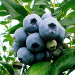 blueberry-1008